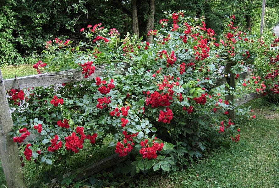 Růže mnohokvětá Meilland 'Scarlet Meidiland' - Rosa MK 'Scarlet Meidiland'
