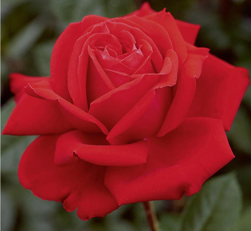 Růže velkokvětá Meilland 'Marylou' - Rosa VK 'Marylou'