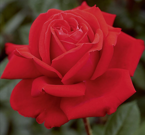 Růže velkokvětá Meilland 'Marylou' - Rosa VK 'Marylou'