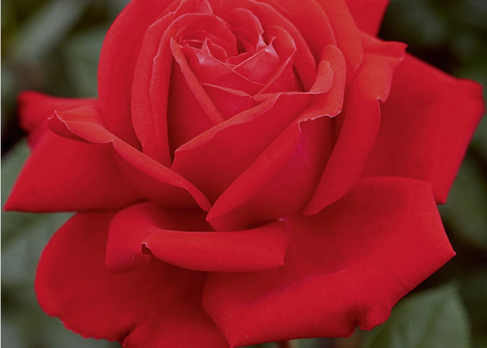 Růže velkokvětá Meilland 'Marylou' - Rosa VK 'Marylou'