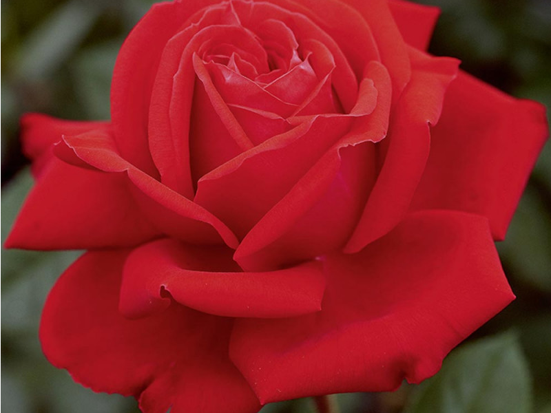 Růže velkokvětá Meilland 'Marylou' - Rosa VK 'Marylou'