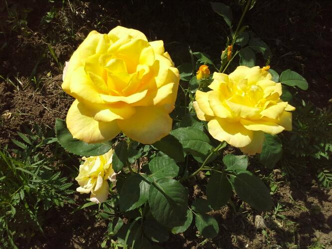 Růže velkokvětá Meilland 'Nicolas Hulot' - Rosa VK 'Nicolas Hulot'