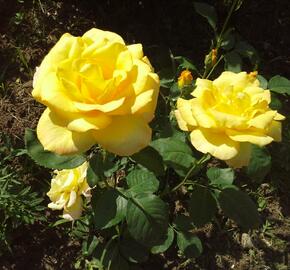 Růže velkokvětá Meilland 'Nicolas Hulot' - Rosa VK 'Nicolas Hulot'
