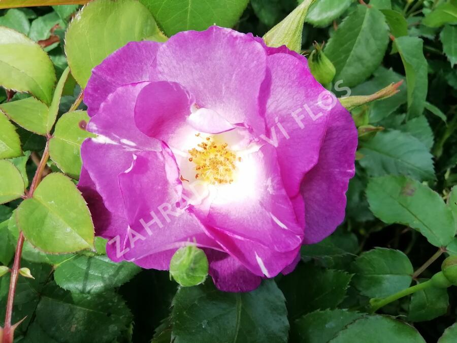 Růže mnohokvětá 'Blue for You' - Rosa MK 'Blue for You'