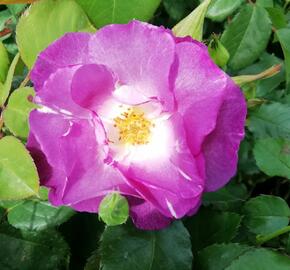 Růže mnohokvětá 'Blue for You' - Rosa MK 'Blue for You'