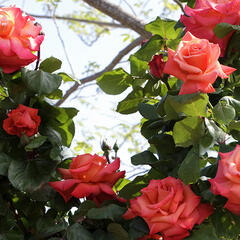 Růže velkokvětá Meilland 'Christophe Colomb' - Rosa VK 'Christophe Colomb'