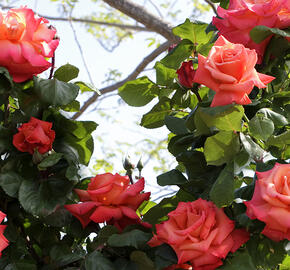 Růže velkokvětá Meilland 'Christophe Colomb' - Rosa VK 'Christophe Colomb'