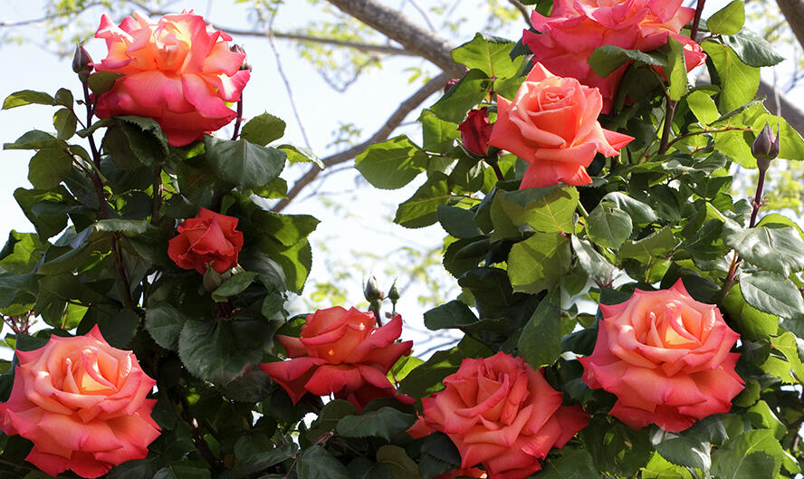 Růže velkokvětá Meilland 'Christophe Colomb' - Rosa VK 'Christophe Colomb'
