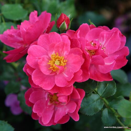 Růže mnohokvětá Kordes 'Hotline' - Rosa MK 'Hotline'