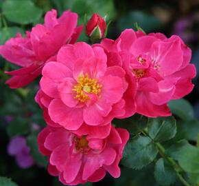 Růže mnohokvětá Kordes 'Hotline' - Rosa MK 'Hotline'