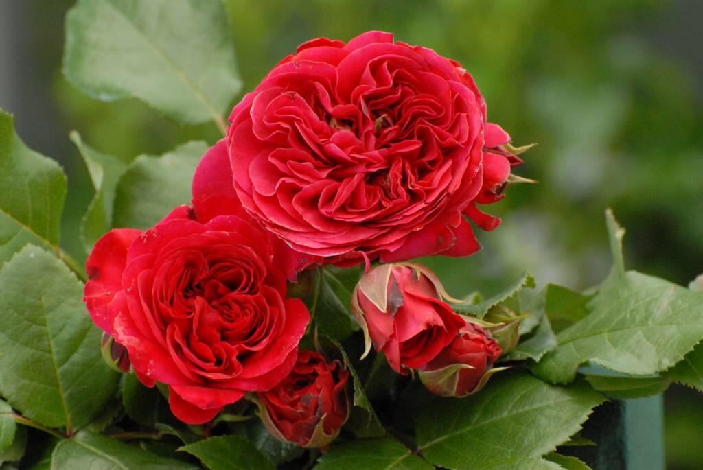 Růže mnohokvětá Meilland 'Red Leonardo da Vinci' - Rosa MK 'Red Leonardo da Vinci'