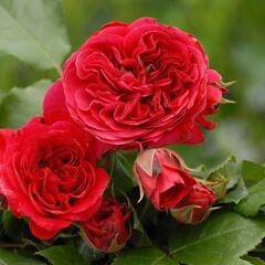 Růže mnohokvětá Meilland 'Red Leonardo da Vinci' - Rosa MK 'Red Leonardo da Vinci'
