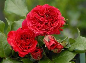 Růže mnohokvětá Meilland 'Red Leonardo da Vinci' - Rosa MK 'Red Leonardo da Vinci'