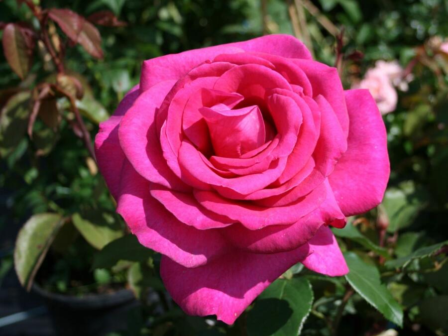 Růže velkokvětá Kordes 'Parole' - Rosa VK 'Parole'