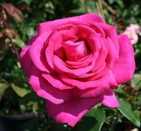 Růže velkokvětá Kordes 'Parole' - Rosa VK 'Parole'