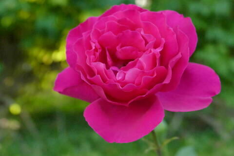 Růže velkokvětá Meilland 'Sexy Perfumella' ('Vélasquez') - Rosa VK 'Sexy Perfumella' ('Vélasquez')