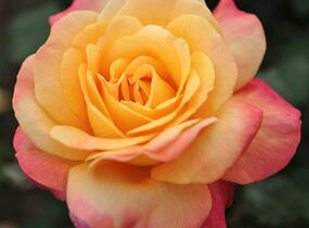 Růže velkokvětá Kordes 'Speelwark' - Rosa VK 'Speelwark'