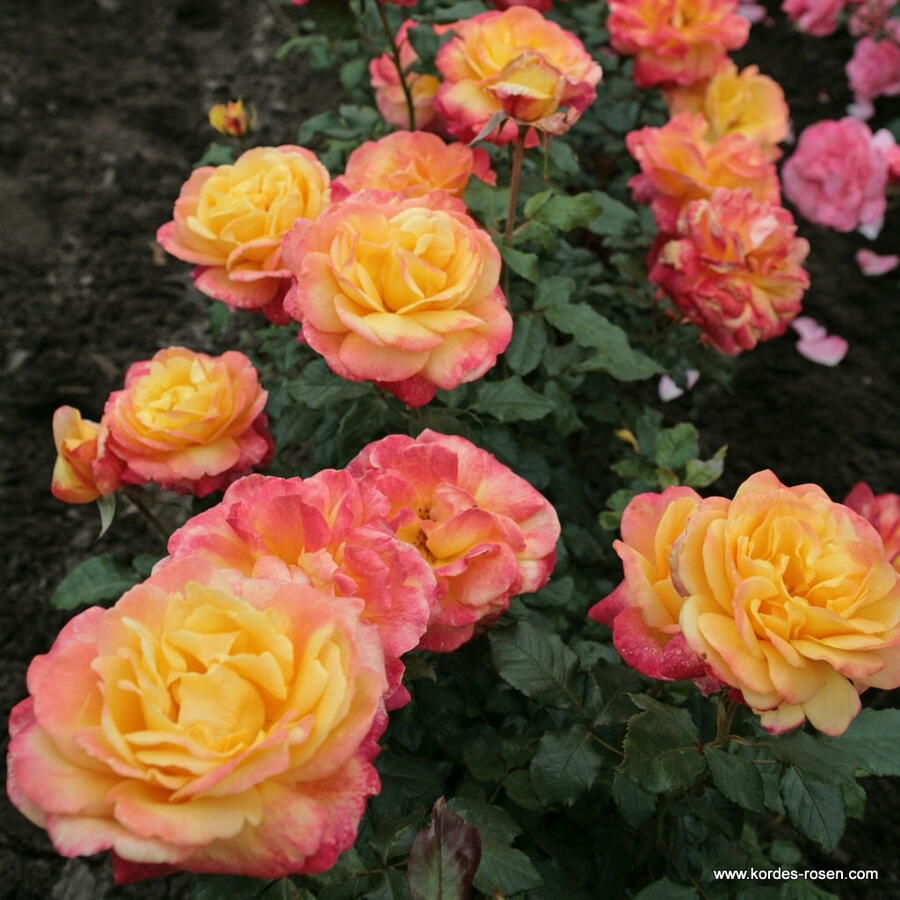 Růže velkokvětá Kordes 'Speelwark' - Rosa VK 'Speelwark'