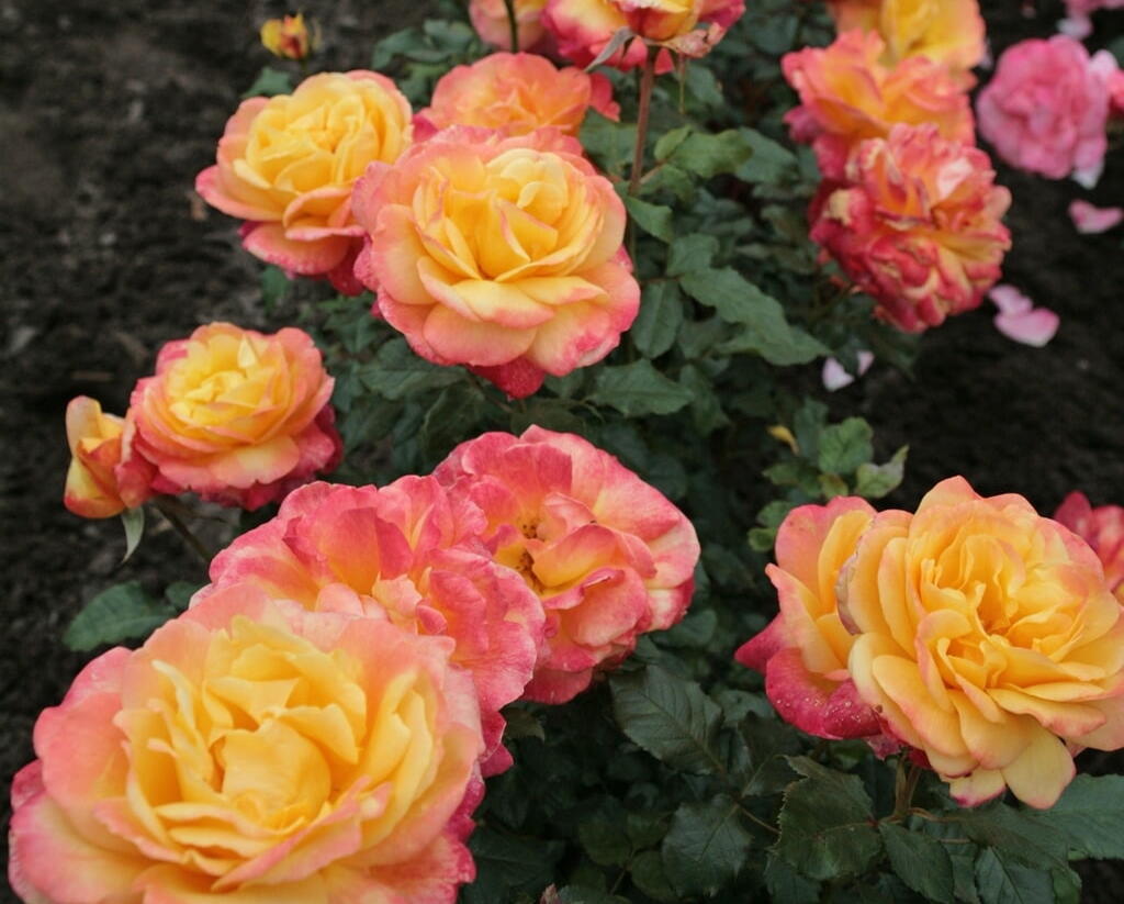 Růže velkokvětá Kordes 'Speelwark' - Rosa VK 'Speelwark'