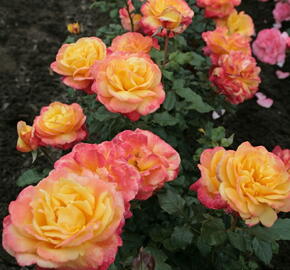 Růže velkokvětá Kordes 'Speelwark' - Rosa VK 'Speelwark'