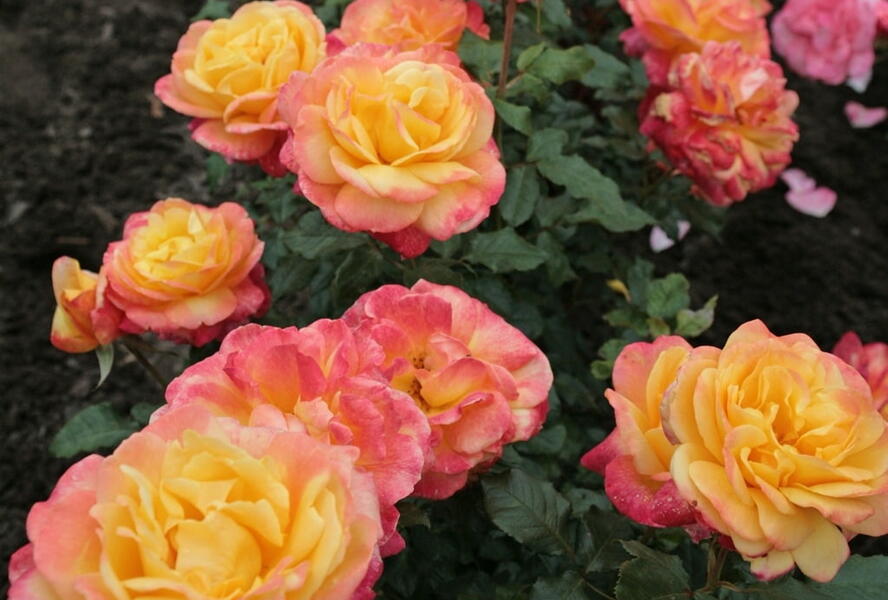 Růže velkokvětá Kordes 'Speelwark' - Rosa VK 'Speelwark'