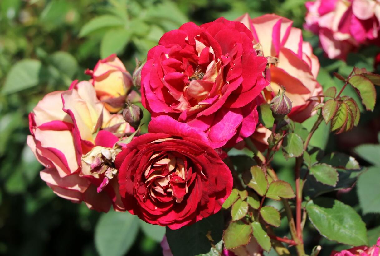 Růže mnohokvětá Kordes 'Die Sehenswerte' - Rosa MK 'Die Sehenswerte'