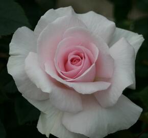 Vysoký květník o objemu 7 litrů - Rosa VK 'Whiter Shade of Pale'
