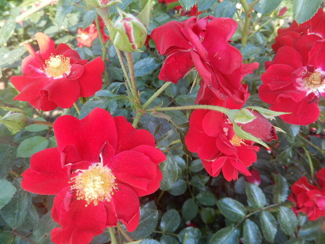 Růže mnohokvětá Tantau 'Salsa' - Rosa MK 'Salsa'