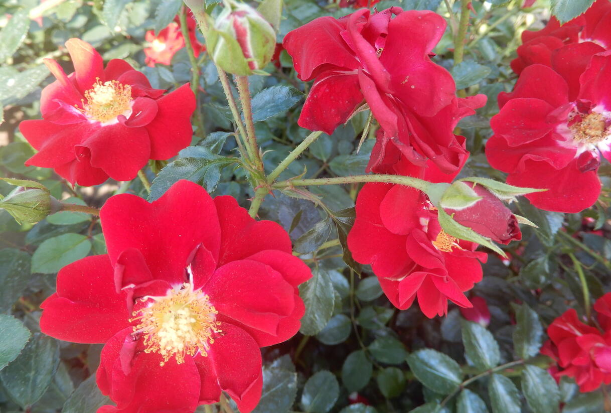 Růže mnohokvětá Tantau 'Salsa' - Rosa MK 'Salsa'