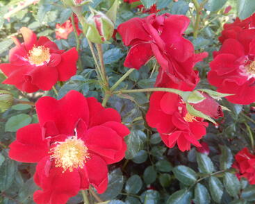 Růže mnohokvětá Tantau 'Salsa'