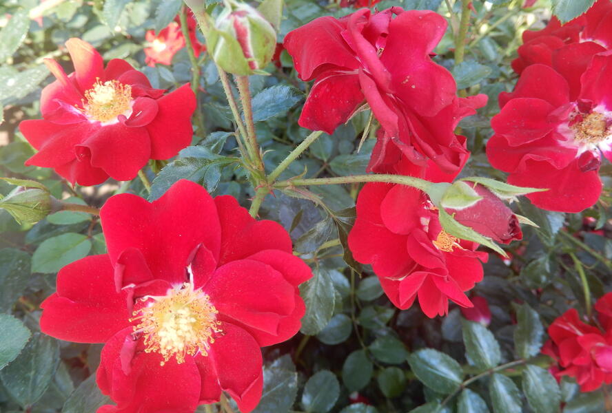 Růže mnohokvětá Tantau 'Salsa' - Rosa MK 'Salsa'