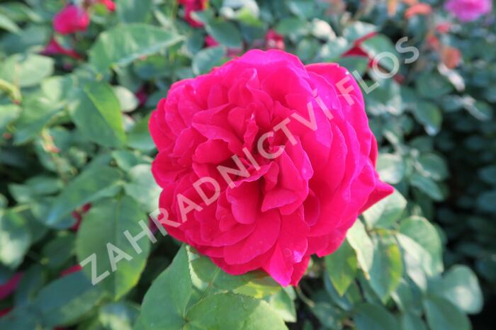 Anglická růže Davida Austina 'L.D. Braithwaite' - Rosa S 'L.D. Braithwaite'