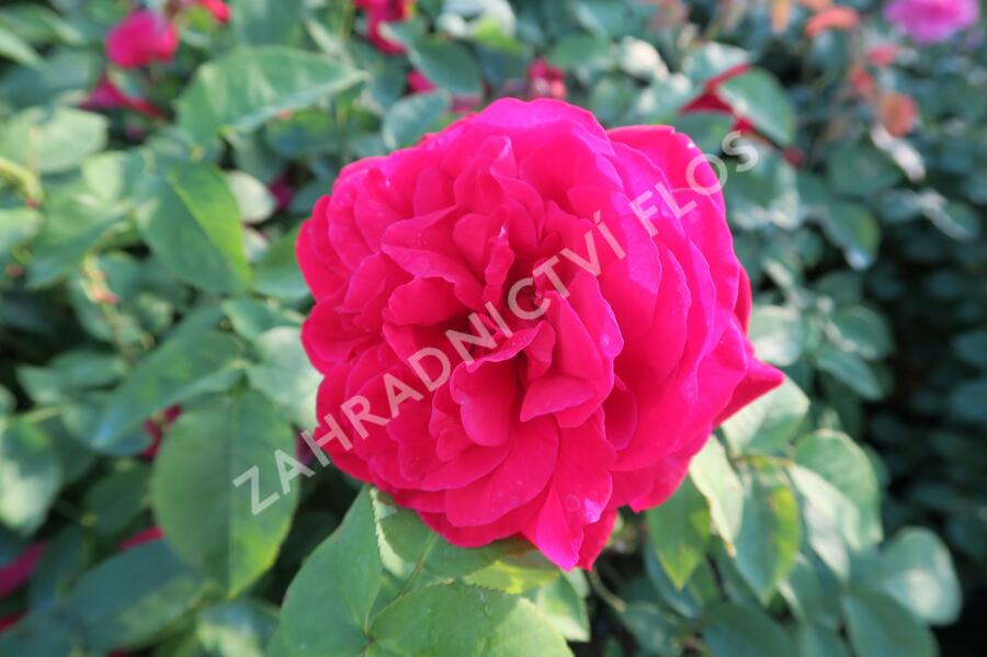Anglická růže Davida Austina 'L.D. Braithwaite' - Rosa S 'L.D. Braithwaite'