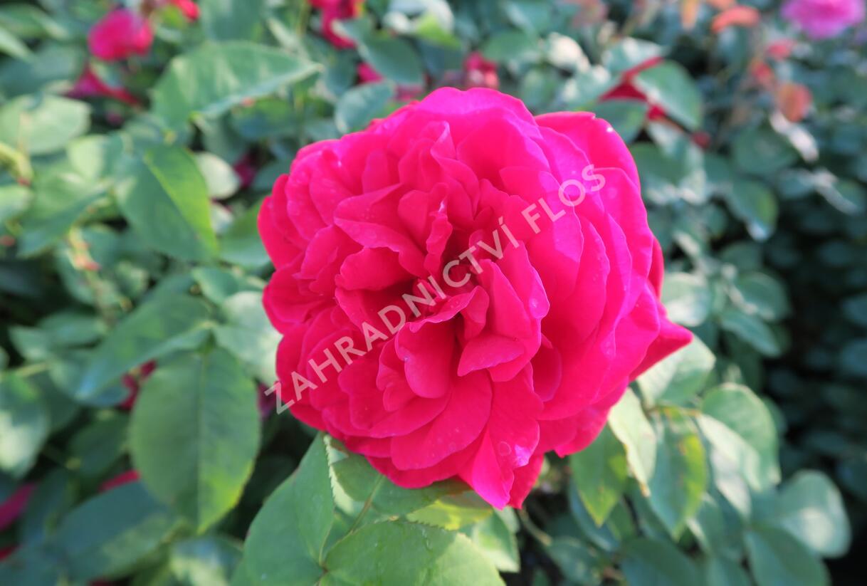 Růže anglická David Austin 'L.D. Braithwaite' - Rosa S 'L.D. Braithwaite'