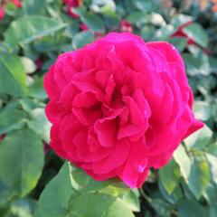 Anglická růže Davida Austina 'L.D. Braithwaite' - Rosa S 'L.D. Braithwaite'