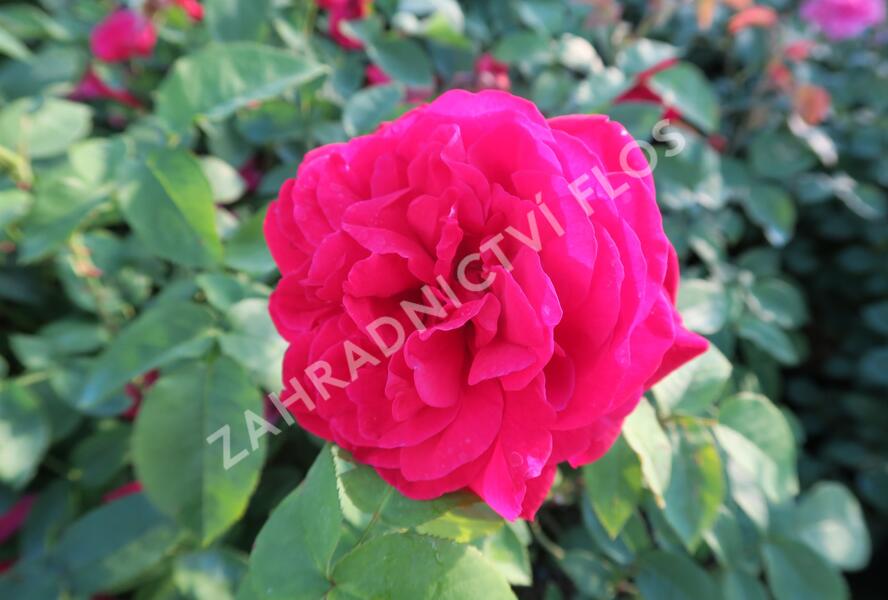 Růže anglická David Austin 'L.D. Braithwaite' - Rosa S 'L.D. Braithwaite'