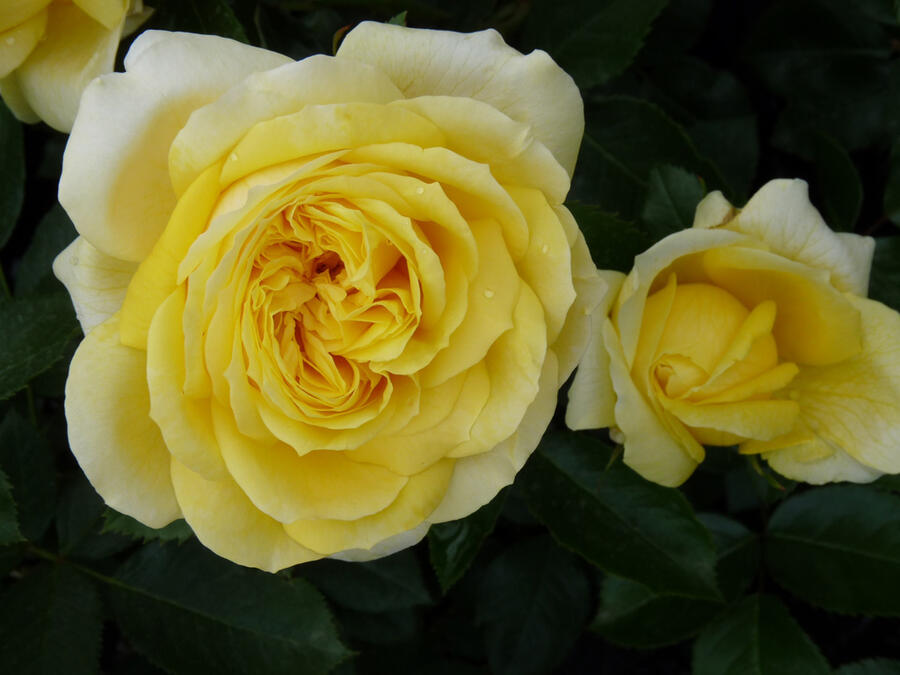 Růže velkokvětá Meilland 'Toulouse Lautrec' - Rosa VK 'Toulouse Lautrec'