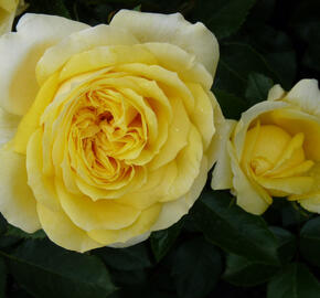 Růže velkokvětá Meilland 'Toulouse Lautrec' - Rosa VK 'Toulouse Lautrec'