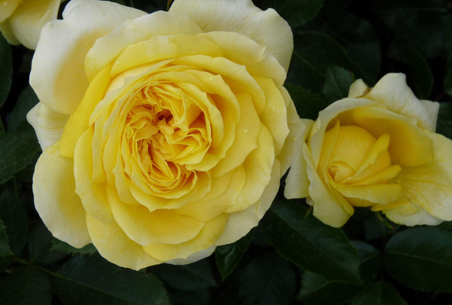 Růže velkokvětá Meilland 'Toulouse Lautrec' - Rosa VK 'Toulouse Lautrec'
