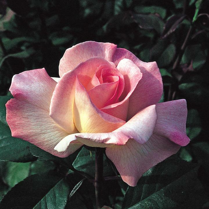 Růže velkokvětá 'Pristine' - Rosa VK 'Pristine'