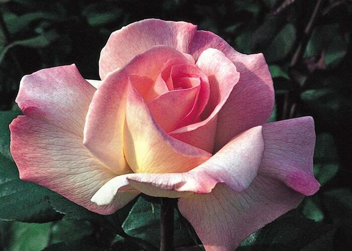 Růže velkokvětá 'Pristine' - Rosa VK 'Pristine'