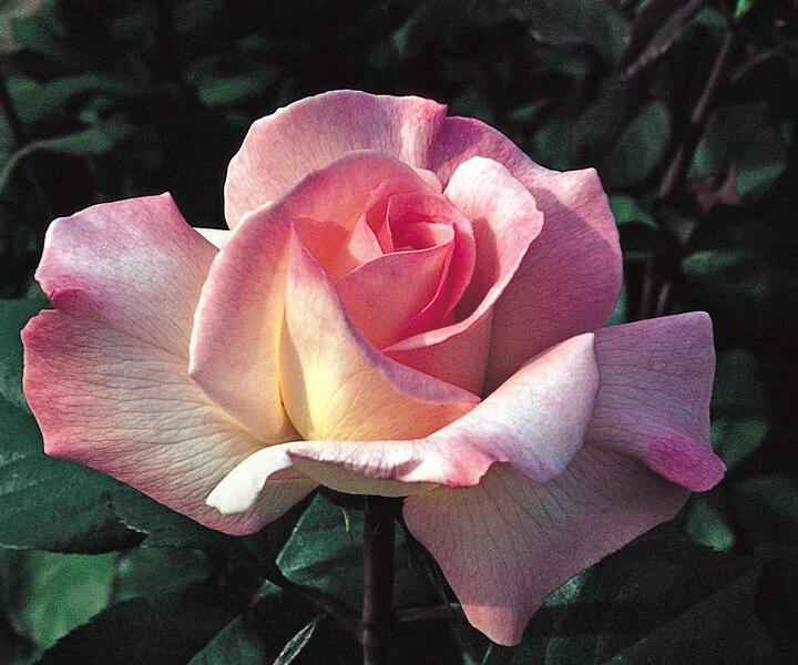 Růže velkokvětá 'Pristine' - Rosa VK 'Pristine'