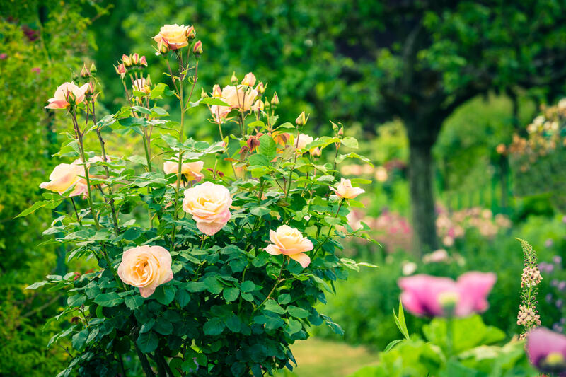 Růže se slevou 10 % do 24. 6.