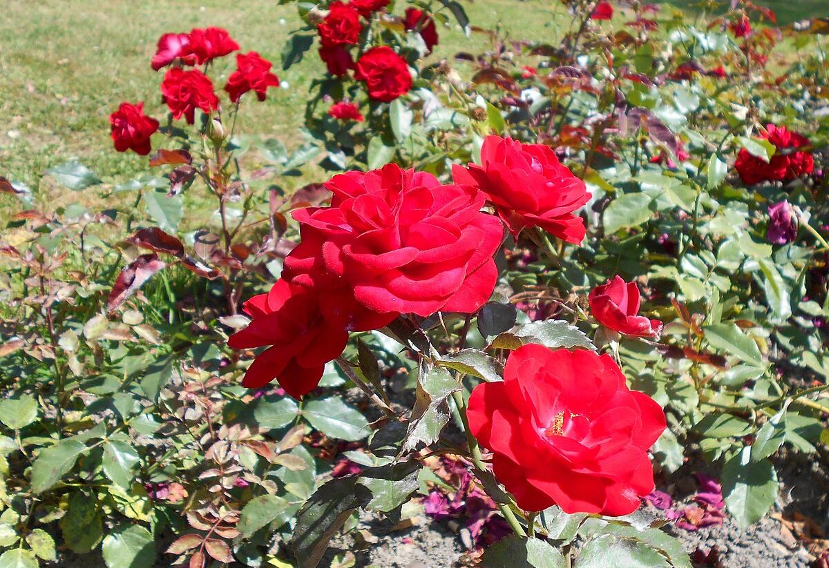 Růže mnohokvětá 'Europeana' - Rosa MK 'Europeana'