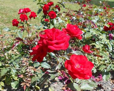 Růže mnohokvětá 'Europeana'