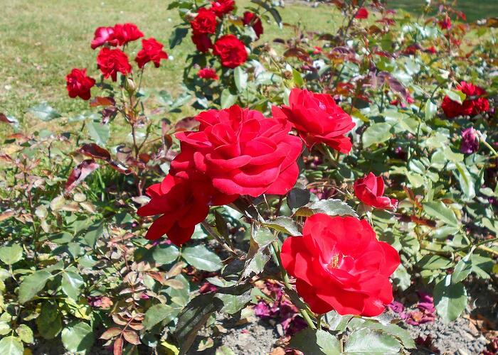 Růže mnohokvětá 'Europeana' - Rosa MK 'Europeana'