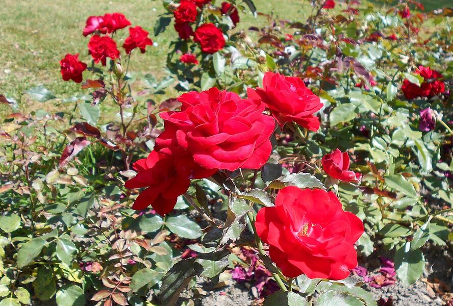 Růže mnohokvětá 'Europeana' - Rosa MK 'Europeana'