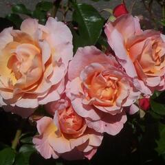 Růže mnohokvětá Meilland 'Marie Curie' - Rosa MK 'Marie Curie'