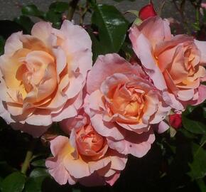 Růže mnohokvětá Meilland 'Marie Curie' - Rosa MK 'Marie Curie'