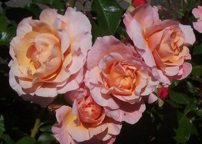 Růže mnohokvětá Meilland 'Marie Curie' - Rosa MK 'Marie Curie'